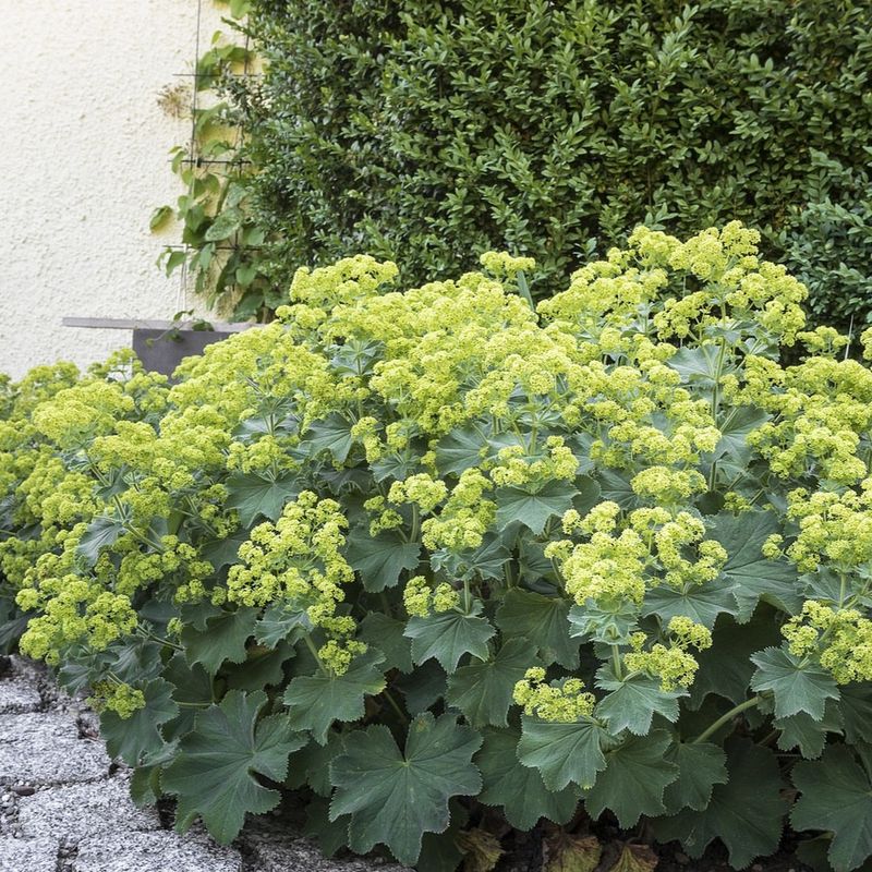 Lady's Mantle Lady's Mantle