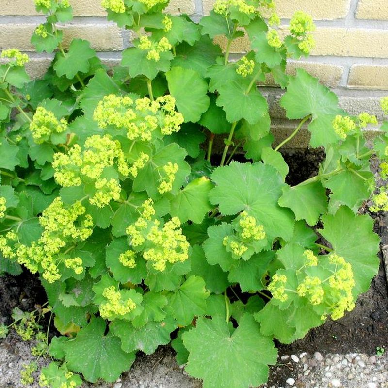 Lady's Mantle