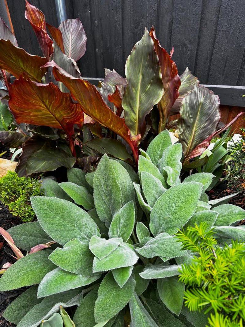 Lamb's Ear