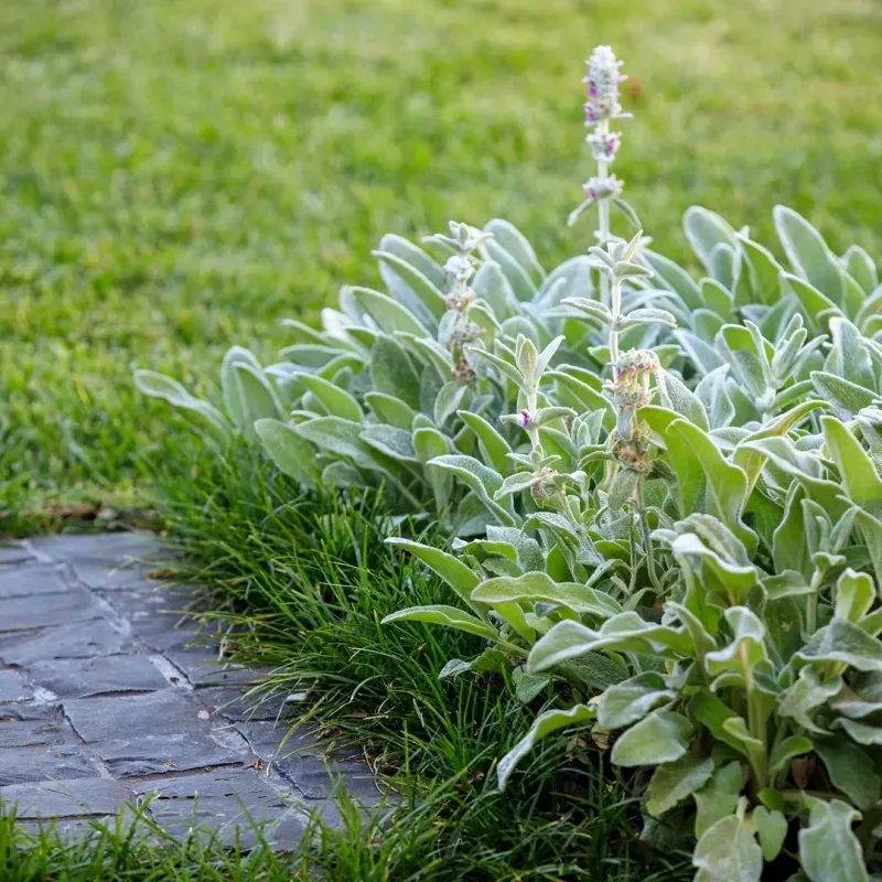 Lamb's Ear Blocks Weeds With Fuzzy Silver Leaves