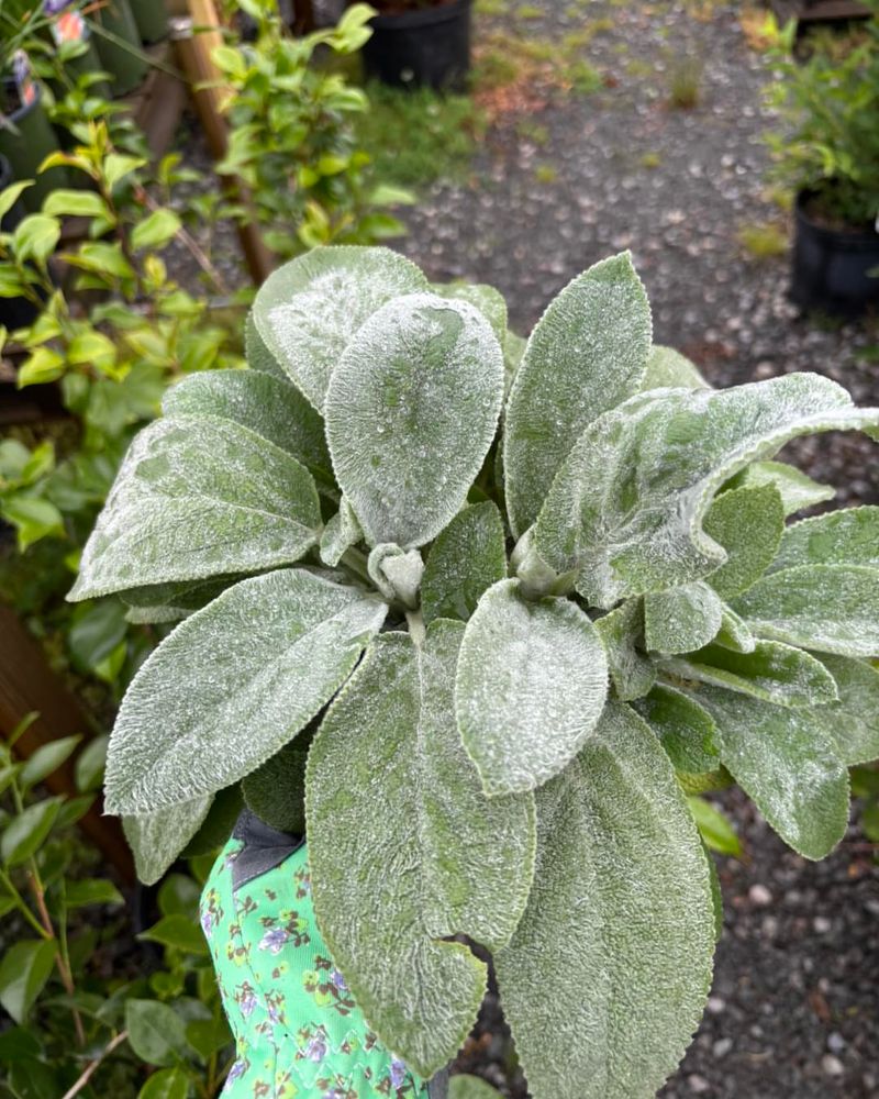 Lamb's Ear Has Fuzzy Leaves Deer Usually Avoid