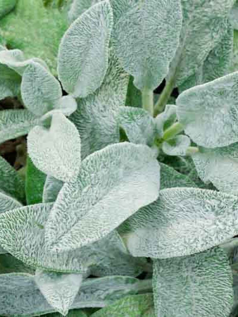 Lamb's Ear Shrugs Off Poor Soil And Dry Spells