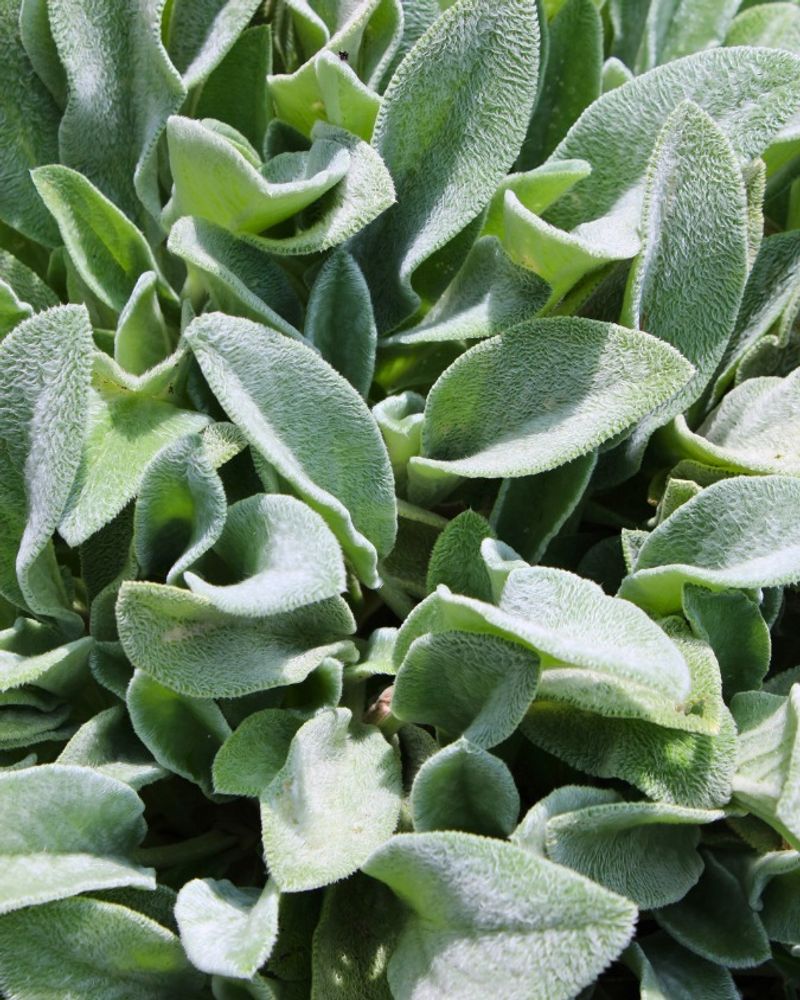 Lamb's Ear