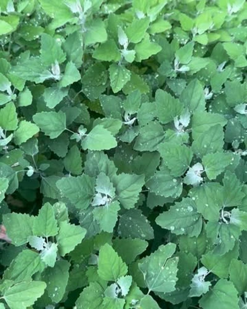 Lamb's Quarters Is A Common Edible Weed