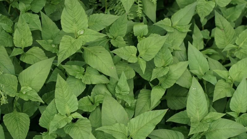 Lambsquarters