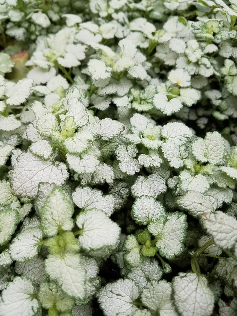 Lamium Adds Silver Leaves And Small Blooms Lamium Adds Silver Leaves And Small Blooms