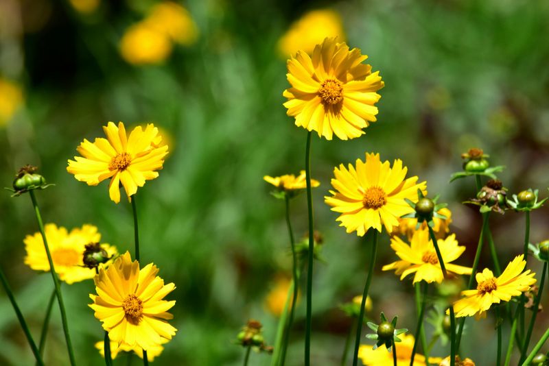 Lanceleaf Coreopsis Brings The Sunshine Even When Oklahoma Does Not