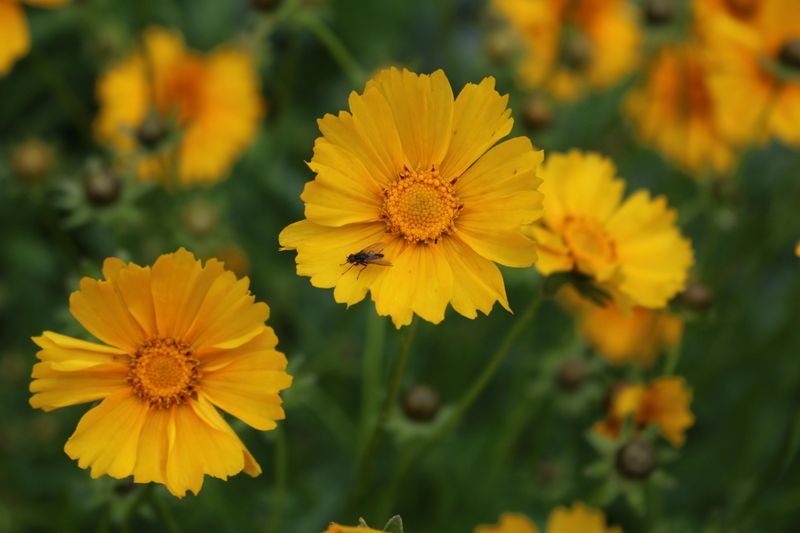 Lanceleaf Coreopsis (Coreopsis Lanceolata)