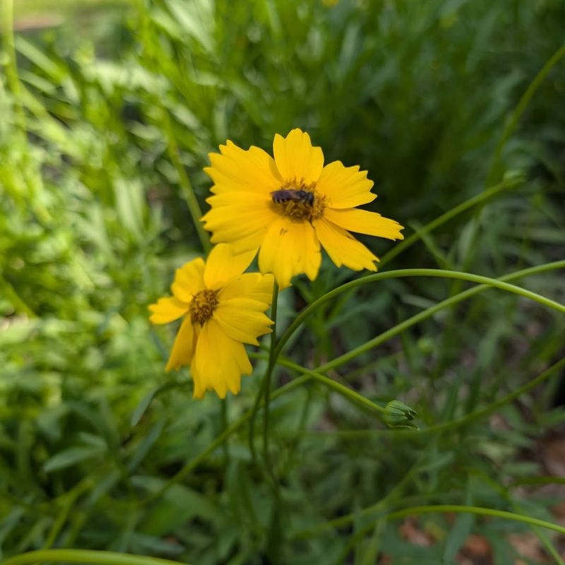 Lanceleaf Coreopsis Fills Sunny Edges With Bright Blooms