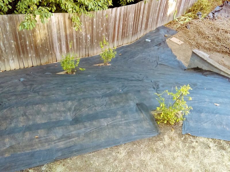 Landscape Fabric Can Trap Heat And Block Soil Improvement