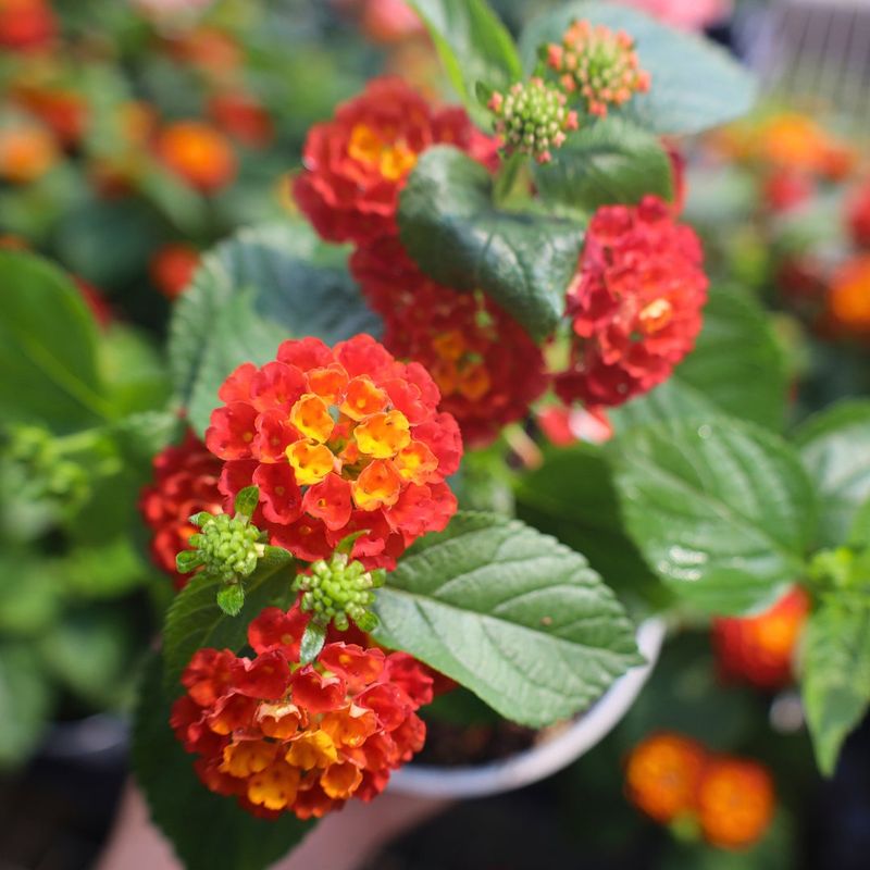 Lantana