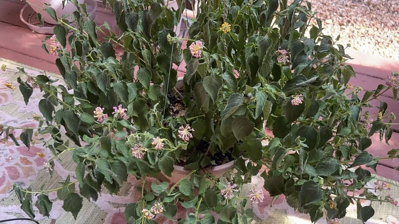 Lantana Lantana