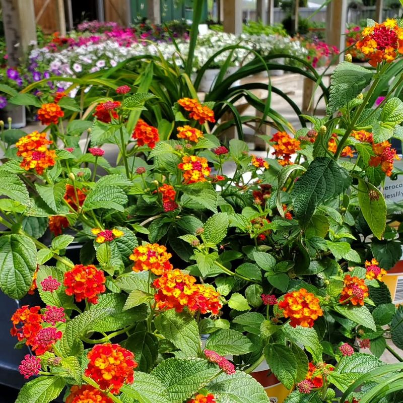 Lantana