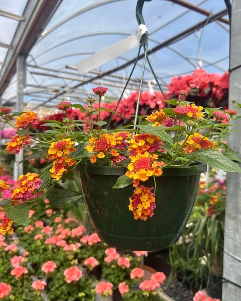 Lantana