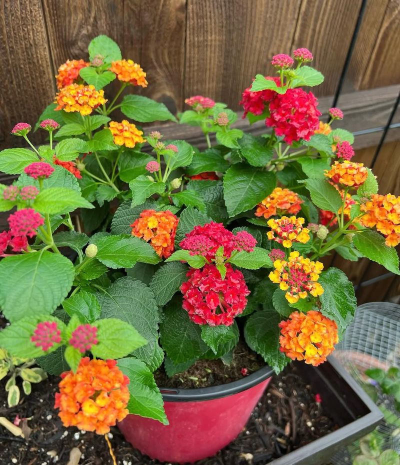 Lantana