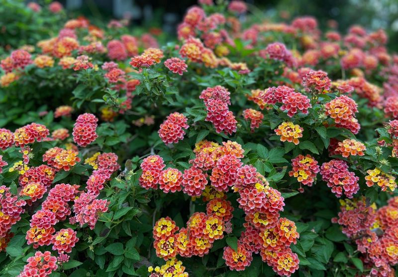 Lantana