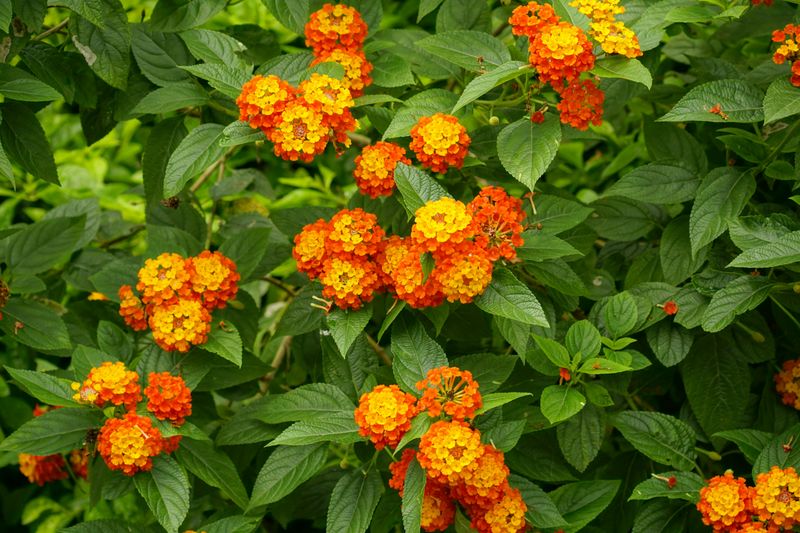 Lantana