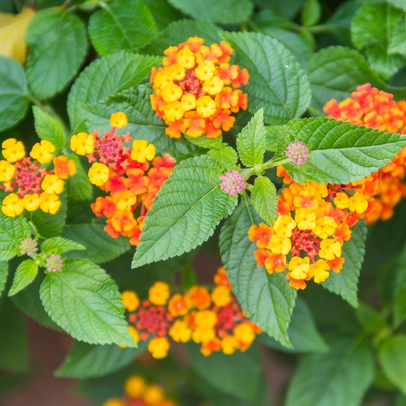 Lantana