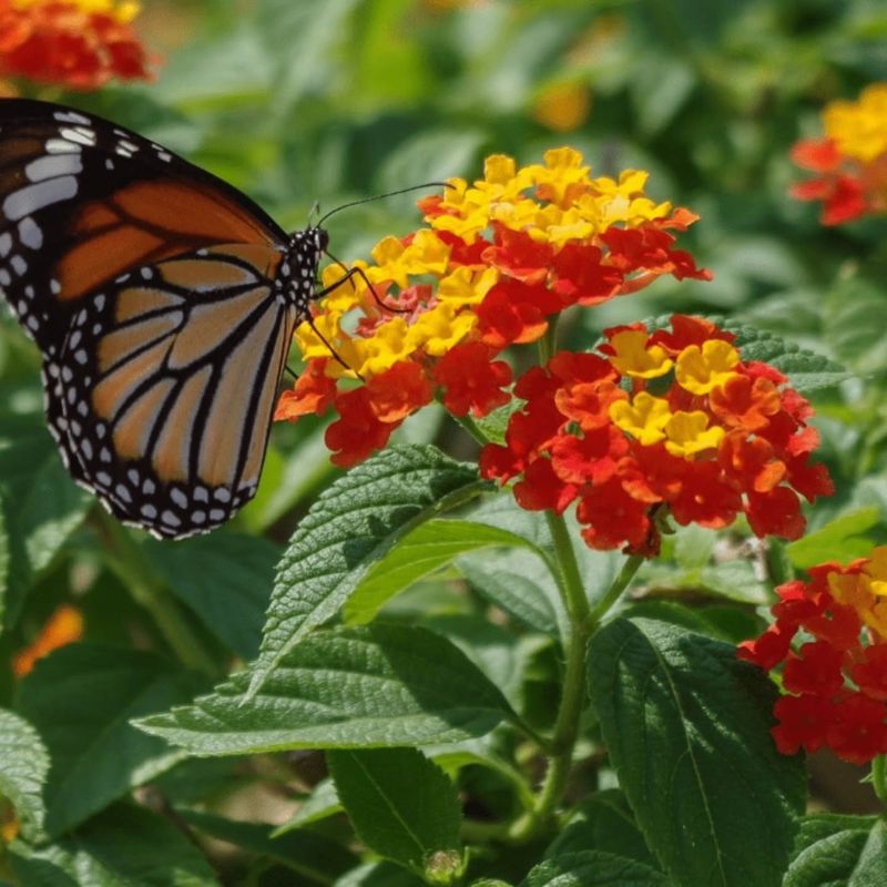 Lantana