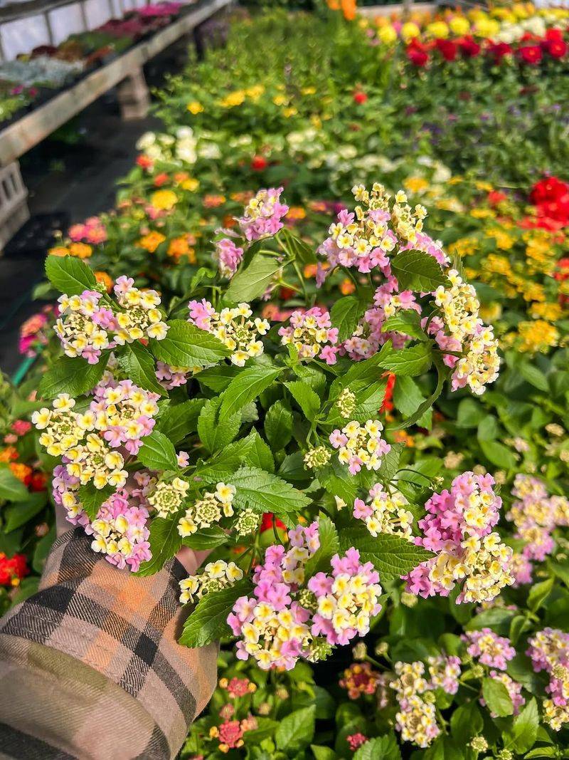 Lantana And Dusty Miller Lantana And Dusty Miller