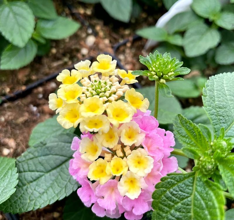 Lantana Blooms Continuously In Extreme Heat