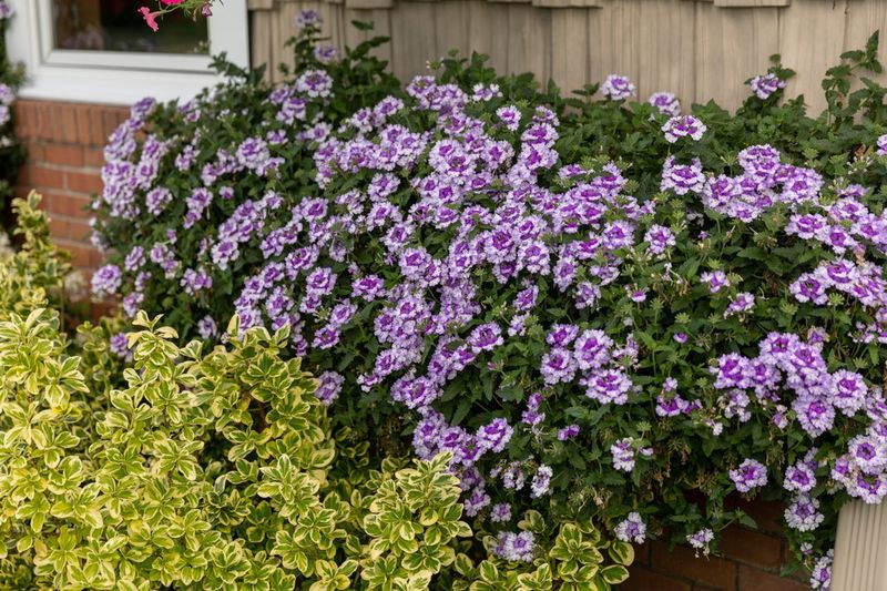 Verbena Stays Fuller With Trimming