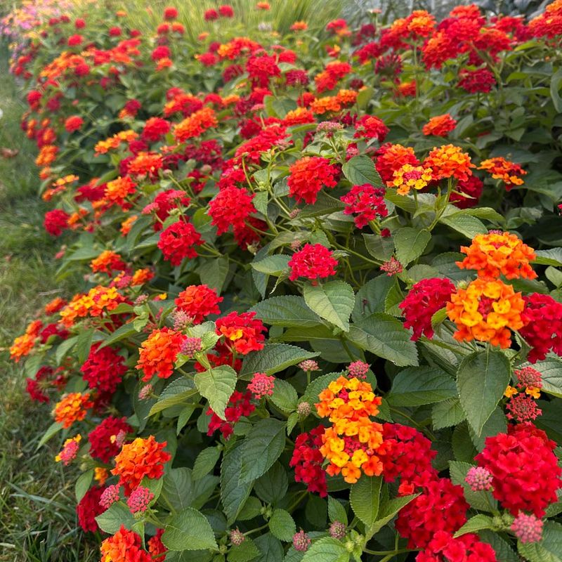 Lantana Blooms Much More Heavily When Gardeners Stop Overwatering It