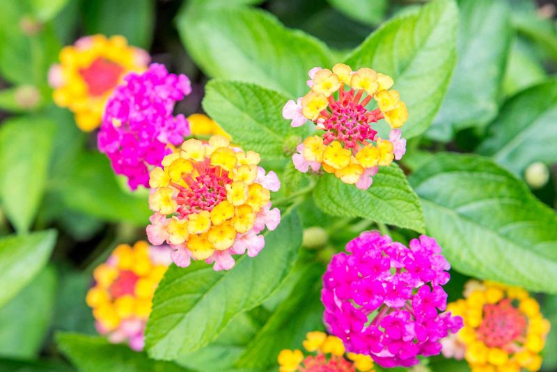 Lantana For Sunny Florida Heat