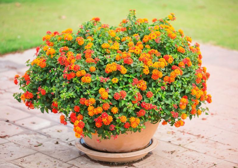 Lantana Handles Dry Patio Conditions Better Than Most Annuals