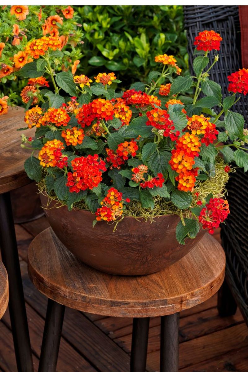 Lantana Handles Hot Containers Better Than Many Flowers