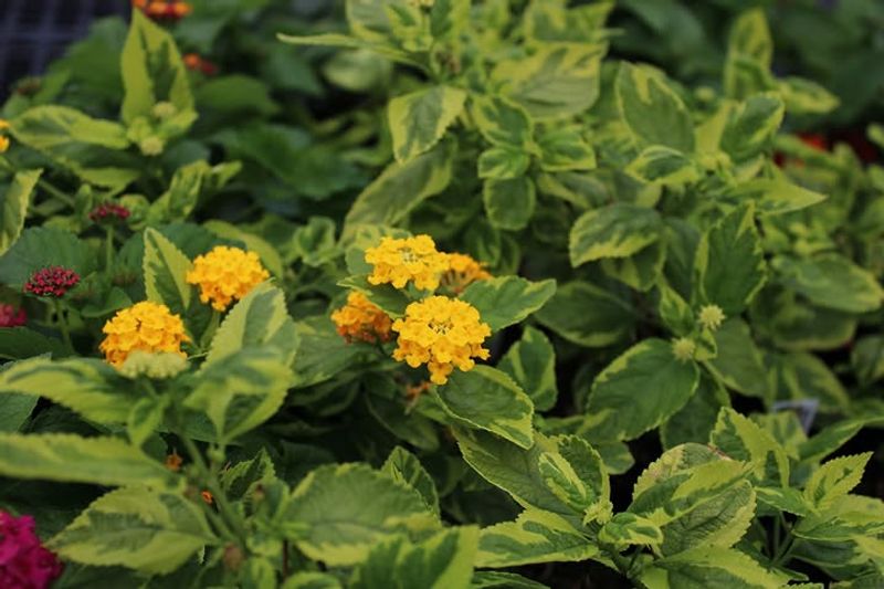 Lantana Handles Light Shaping In Warm Weather