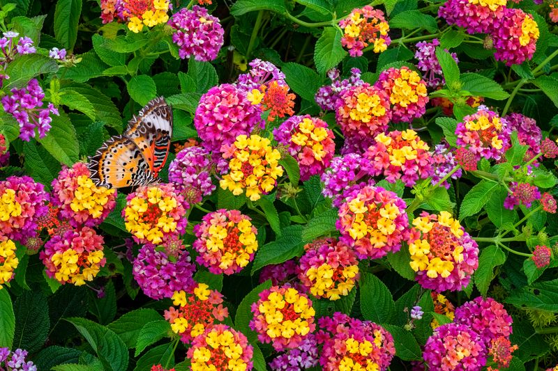 Lantana Keeps Blooming Late Into The Season