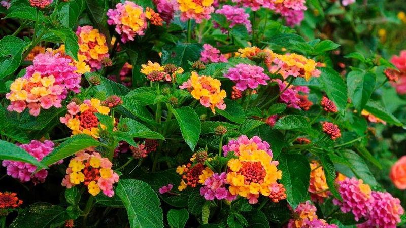 Lantana Keeps Blooming Through Georgia Heat Lantana Keeps Blooming Through Georgia Heat