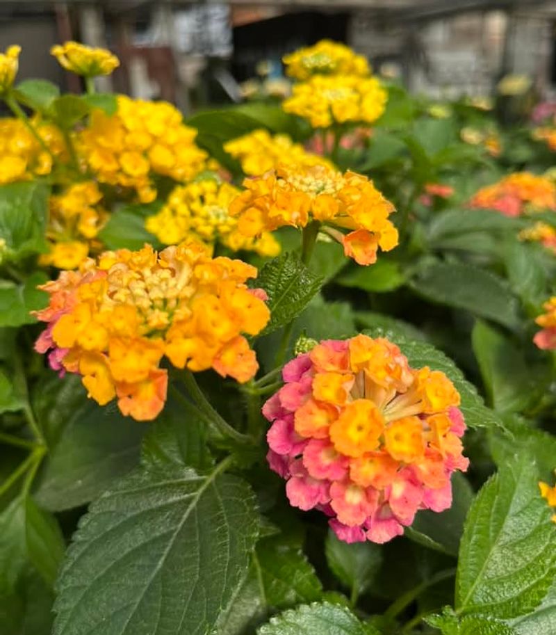 Lantana Keeps Blooming Through Intense Heat