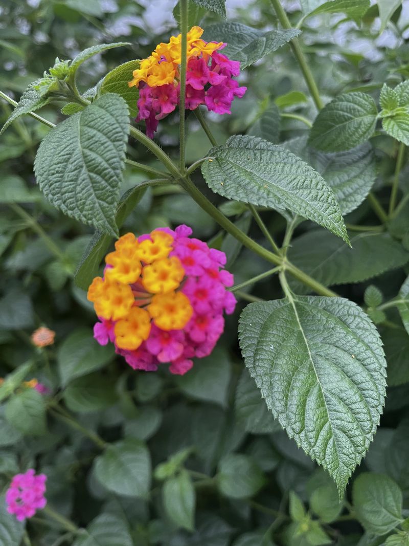 Lantana Keeps Blooming When Heat Builds