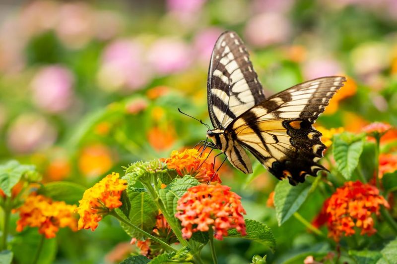 Lantana Keeps Butterflies Visiting Through Summer