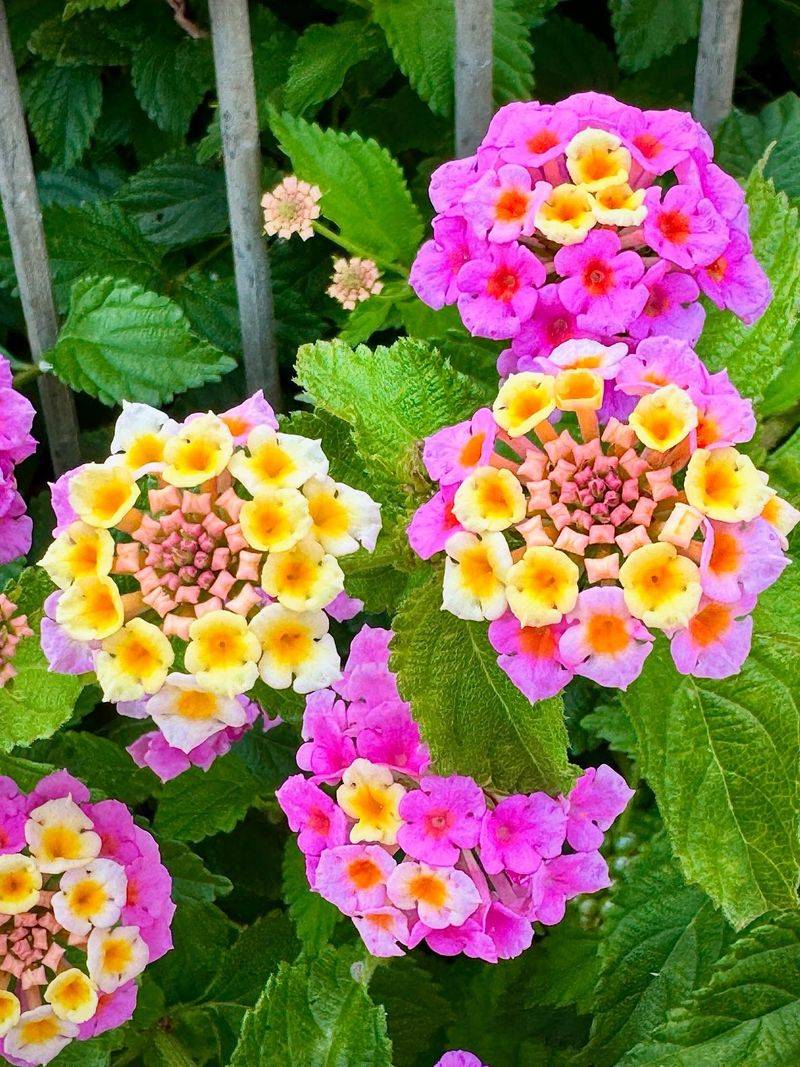 Lantana Keeps Color Going For Months