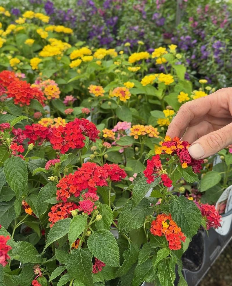 Lantana Performs Surprisingly Well During Hot Summers