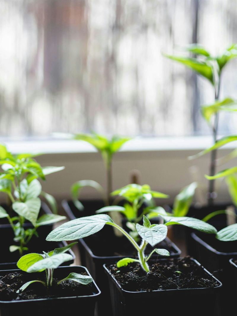 Lantana Produces Strong Growth From Fresh Stem Pieces