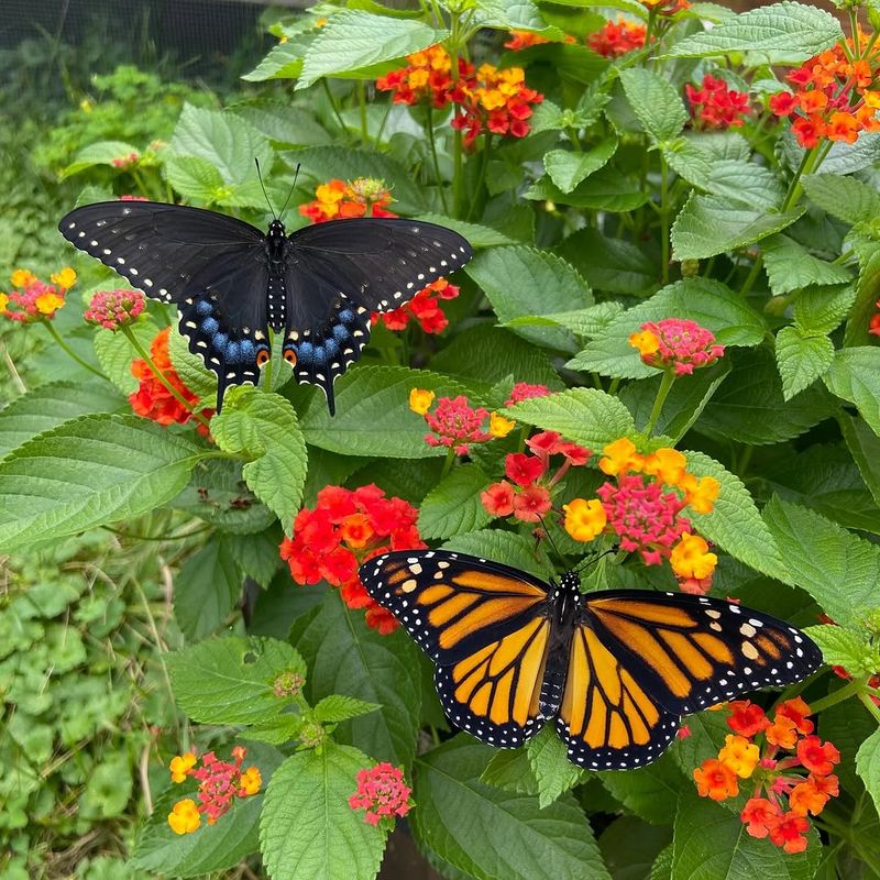 Lantana Provides Long Lasting Nectar In Heat