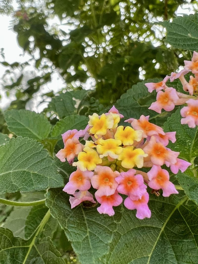 Lantana Quickly Pushes Out Fresh Color After A Light Trim