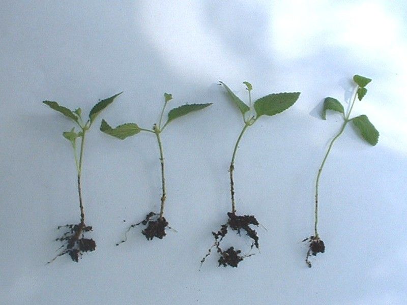 Lantana Takes Off From Tender New Growth