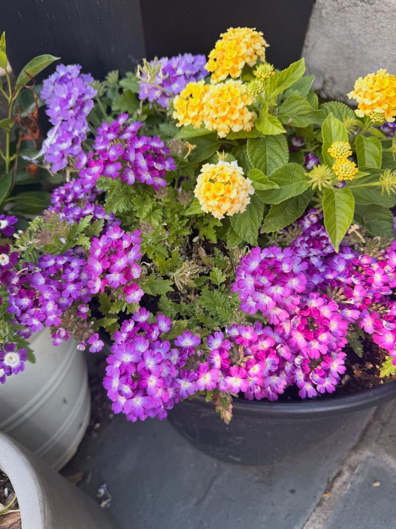 Lantana + Verbena Lantana + Verbena