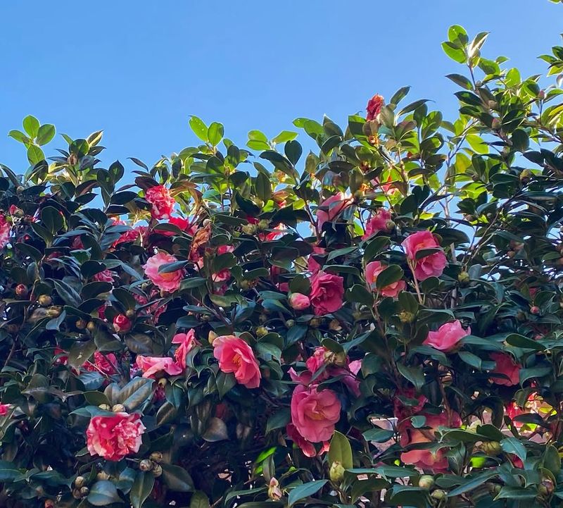 Large Camellias (Camellia Japonica) Large Camellias (Camellia Japonica)