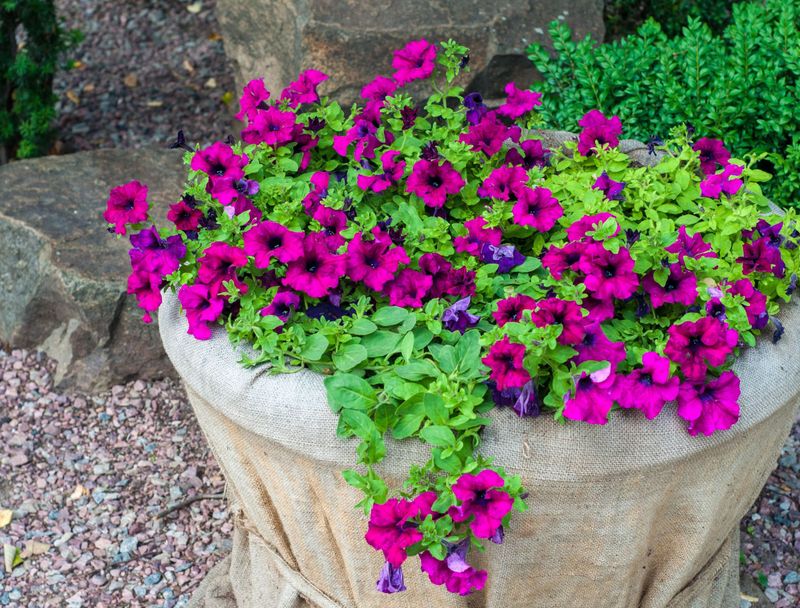 Large Containers Give Vines More Room To Climb