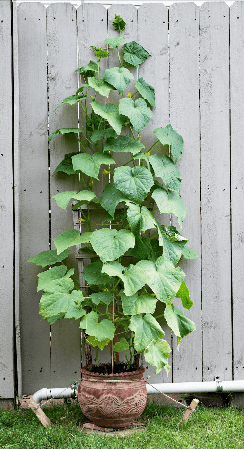 Large Containers With Trellises Work Surprisingly Well For Cucumbers