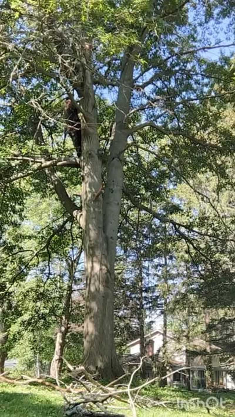 Large Dry Branches Often Mean A Tree Is Already Under Stress Large Dry Branches Often Mean A Tree Is Already Under Stress