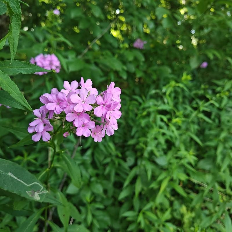 Large Flower Heads Create Constant Garden Movement