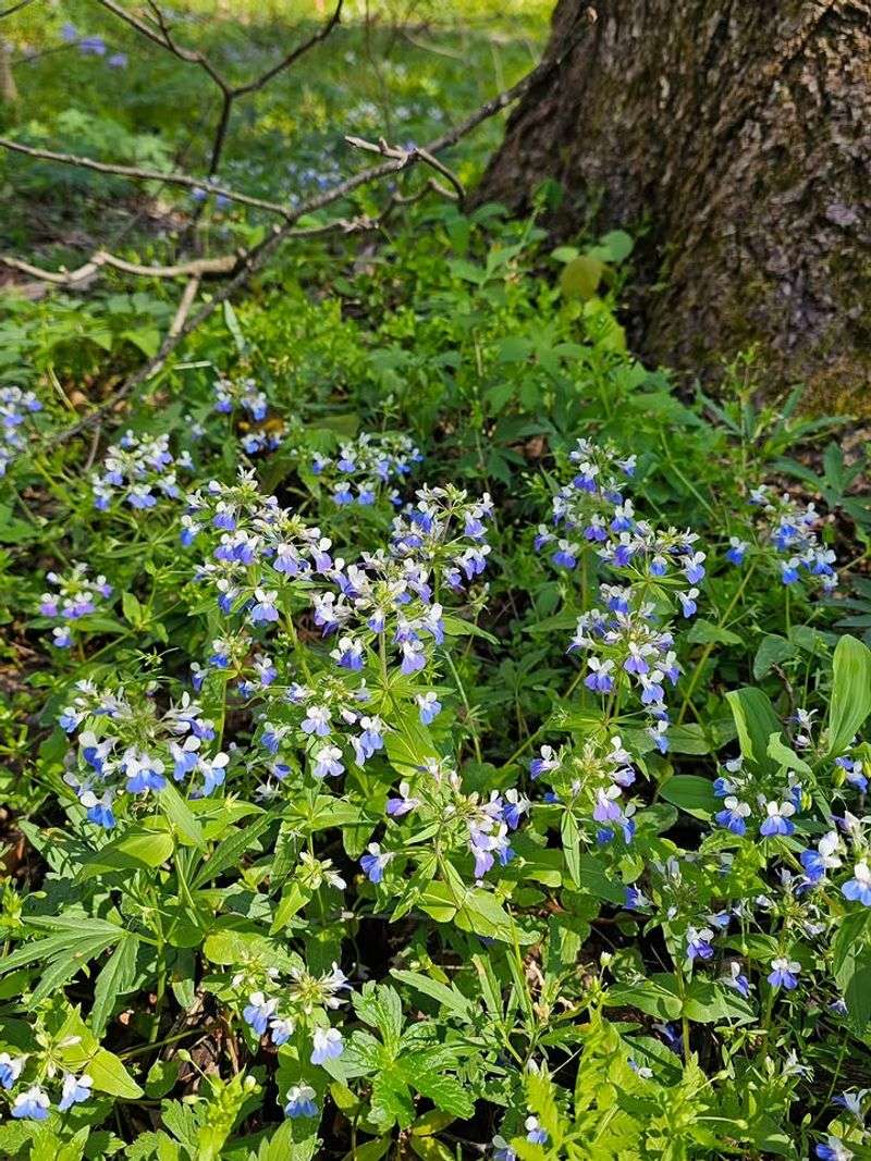 Large-Flowered Blue-Eyed Mary