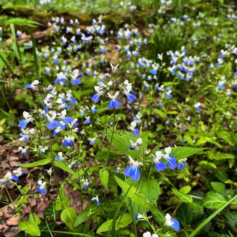 Large-Flowered Blue-Eyed Mary